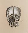 thomas werk skull